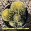 Echinocactus grussoni Golden Barrel Cactus Plant