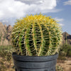 Echinocactus grussoni Golden Barrel Cactus Plant