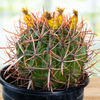 Ferocactus Gracilis, Baja Fire Barrel Cactus Plant