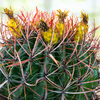 Ferocactus Gracilis, Baja Fire Barrel Cactus Plant