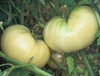 Great White Tomato Seeds, Juicy Beefsteak Garden Vegetables