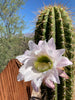 Echinopsis Terscheckii, South American Saguaro Cactus Plant