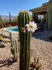 Echinopsis Terscheckii, South American Saguaro Cactus Plant