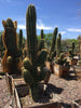 Echinopsis Terscheckii, South American Saguaro Cactus Plant