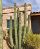 Stenocereus Thurberi Plant, Organ Pipe Cactus