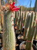 Cleistocactus Straussi Plant, Silver Torch Cactus With Red Flowers