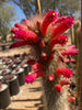 Cleistocactus Straussi Plant, Silver Torch Cactus With Red Flowers