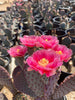 Santa Rita x Beavertail Hybrid Cactus Plant