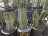 Lophocereus Schotti, Senita Cactus Plant