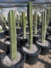 Stenocereus Marginatus, Mexican Fence Post Cactus Plant