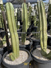 Lophocereus Schotti, Senita Cactus Plant