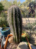 Carnegia Gigantea, Saguaro Cactus Plant