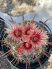Southwest Barrel Cactus Plant