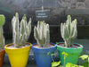 Opuntia Erinacae Ursine "Snow White" Prickly Pear Cactus Plant