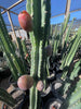 Peruvian Apple Cactus Plant