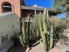 Stenocereus Thurberi Plant, Organ Pipe Cactus