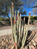Cleistocactus Straussi Plant, Silver Torch Cactus With Red Flowers