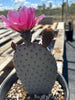 Santa Rita x Beavertail Hybrid Cactus Plant