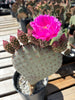 Opuntia Basilaris, Beavertail Prickly Pear Cactus Plant With Pink Flowers