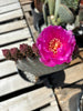Opuntia Basilaris, Beavertail Prickly Pear Cactus Plant With Pink Flowers