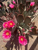 Santa Rita x Beavertail Hybrid Cactus Plant