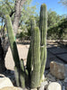 Stenocereus Thurberi Plant, Organ Pipe Cactus
