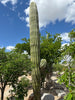 Echinopsis Terscheckii, South American Saguaro Cactus Plant