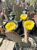 Opuntia Rufida, Cinnamon Prickly Pear Cactus Plant