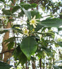 Illicium Verum 20 Seeds, Fragrant Chinese Star Anise Shrub Tree Badian Spice