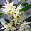 Illicium Verum 20 Seeds, Fragrant Chinese Star Anise Shrub Tree Badian Spice