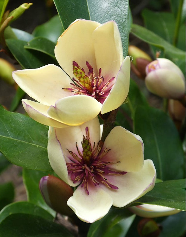 Fragrant Creamy White Spring Flowers Of The Evergreen Magnolia Michelia Doltsopa Half Hardy Tree Image663396146 Fragrant Creamy White Spring Flowers Of The Evergreen Magnolia Michelia Doltsopa Half Hardy Tree Image663396146
