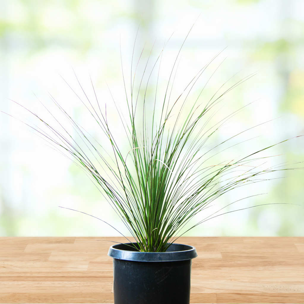 succulent grass Dasylirion longissimum