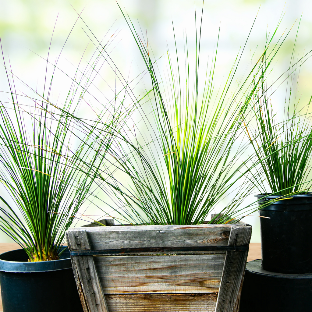 succulent grass plant Mexican Grass Tree 24" box