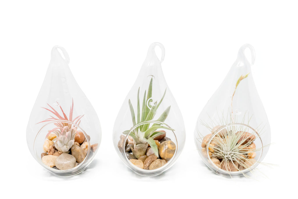 hanging air plants for sale SALE - Set of 3 Airy Teardrop Terrariums with Flat Bottoms, Air Plants