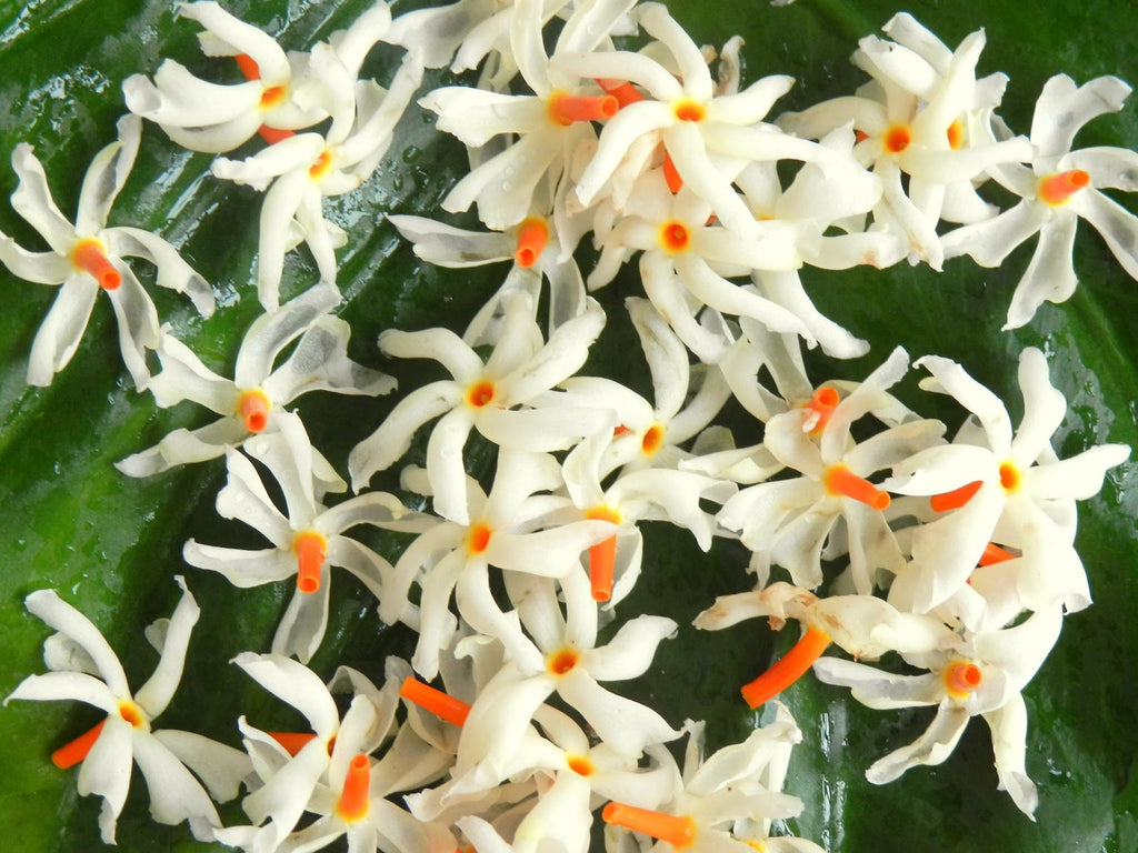 nyctanthes arbor-tristis potted plant Nyctanthes Arbor Tristis 10 Seeds/5 Fruit, Fragrant Night Jasmine Shru