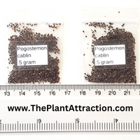 Pogostemon Cablin .5 Gram Seeds, Fragrant Patchouli Perennial Herb Garden