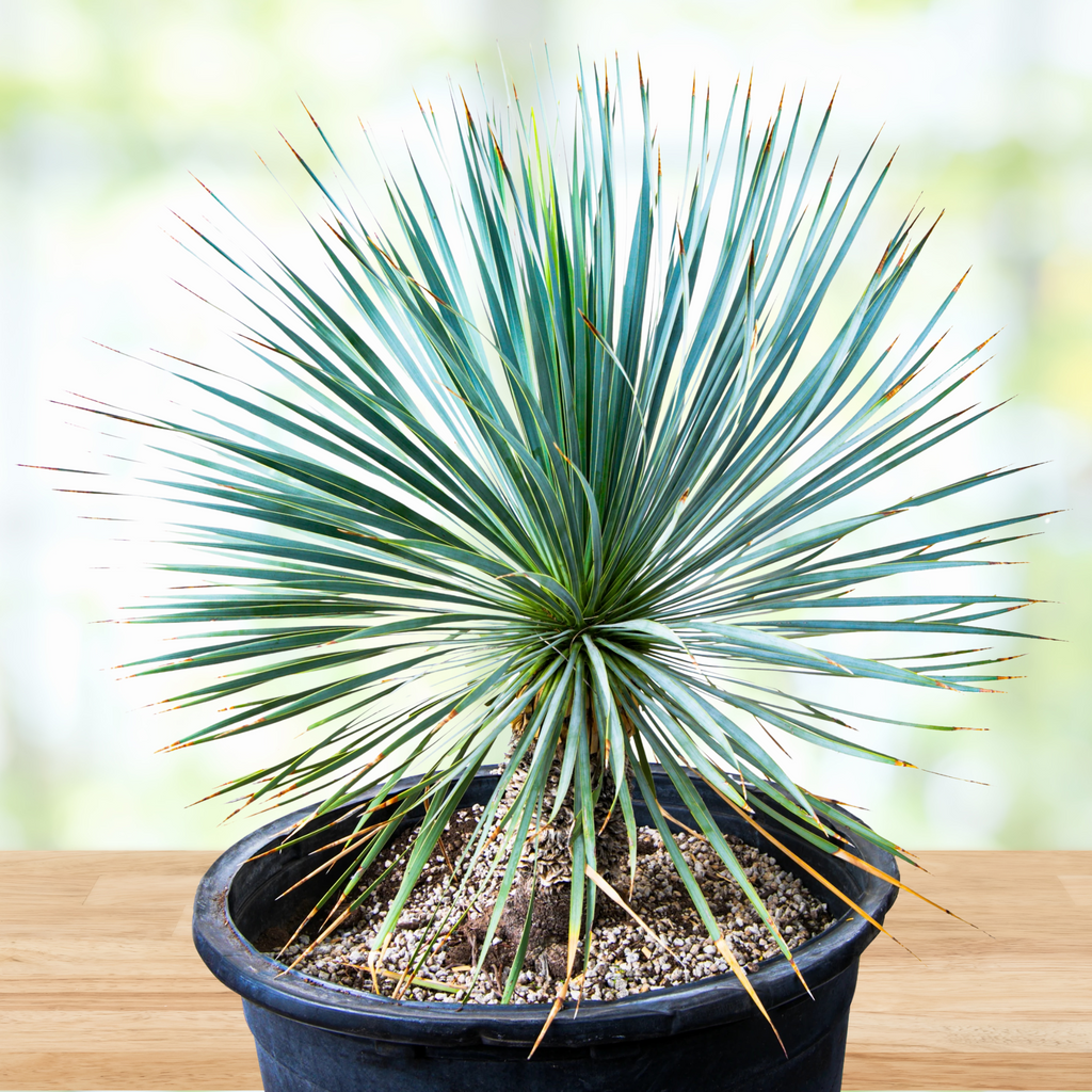 is a yucca plant a succulent Yucca Rostrata Succulent Plant
