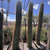 Echinopsis Terscheckii, South American Saguaro Cactus Plant