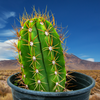 Echinopsis Terscheckii, South American Saguaro Cactus Plant