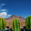 Echinopsis Terscheckii, South American Saguaro Cactus Plant