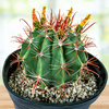 Southwest Barrel Cactus Plant