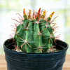 Southwest Barrel Cactus Plant