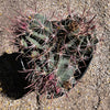 Southwest Barrel Cactus Plant