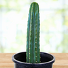 Trichocereus Pachanoi, San Pedro Cactus Plant
