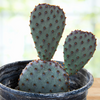 Santa Rita x Beavertail Hybrid Cactus Plant