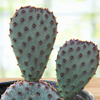 Santa Rita x Beavertail Hybrid Cactus Plant