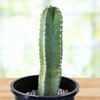 Lophocereus Schotti, Senita Cactus Plant