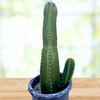 Lophocereus Schotti, Senita Cactus Plant