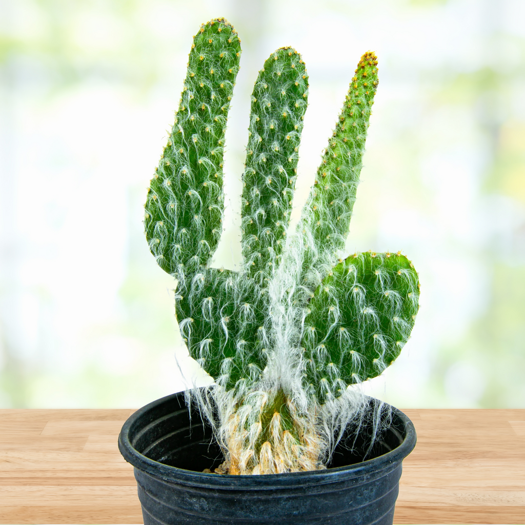 can prickly pear cactus survive snow Opuntia Erinacae Ursine "Snow White" Prickly Pear Cactus Plant