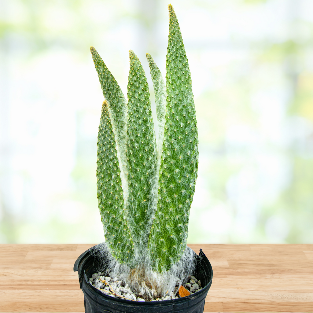 prickly pear v christmas cactus Opuntia Erinacae Ursine "Snow White" Prickly Pear Cactus Plant